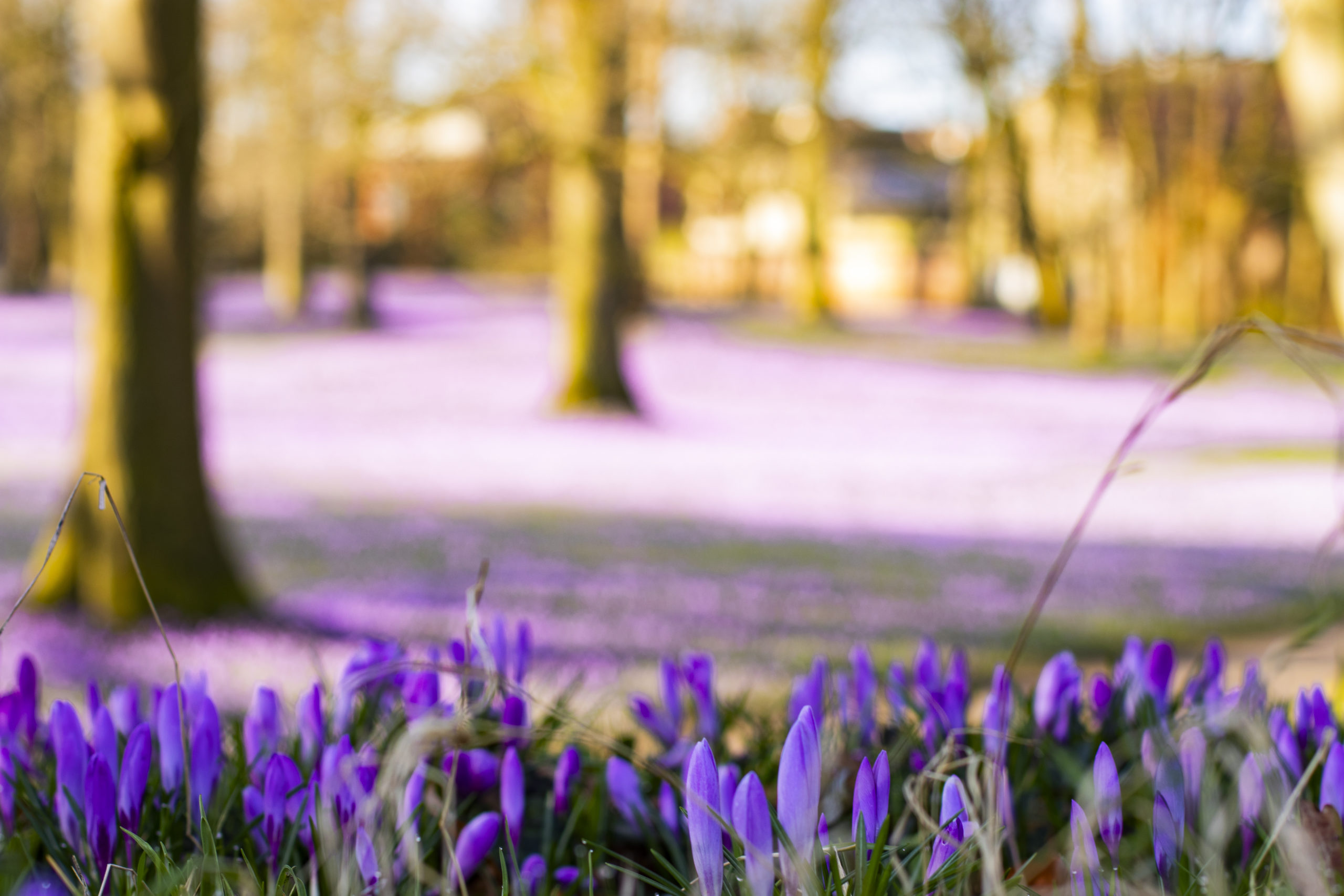 husum-krokusbluete-foto-copyright-gary-asmussen
